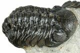 Pair Of Austerops Trilobite - Visible Eye Facets #254547-4